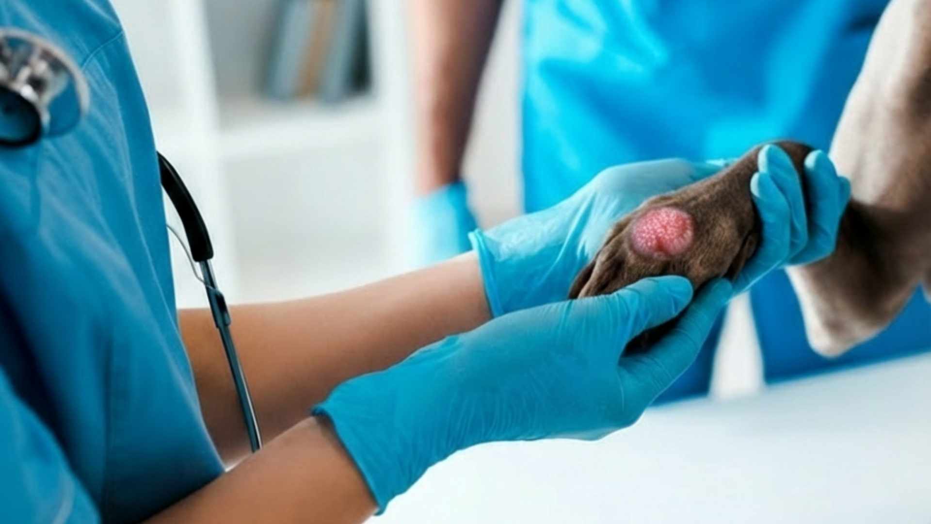 fotos de hongos en perros